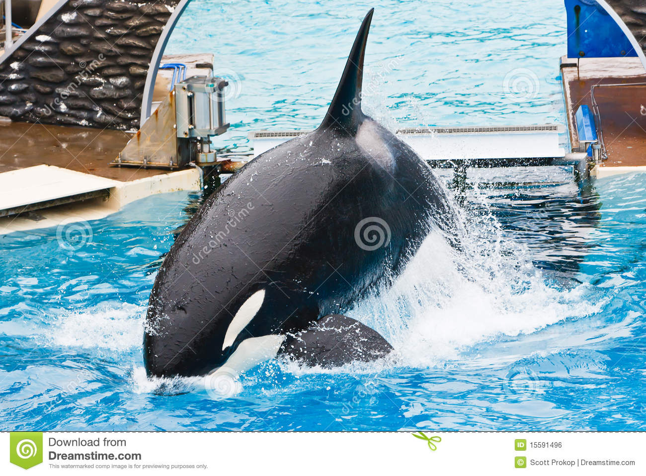 Royalty Stock Image Shamu Killer Whale Seaworld Image15591496