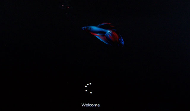 Windows Fish Logo Widescreen Background