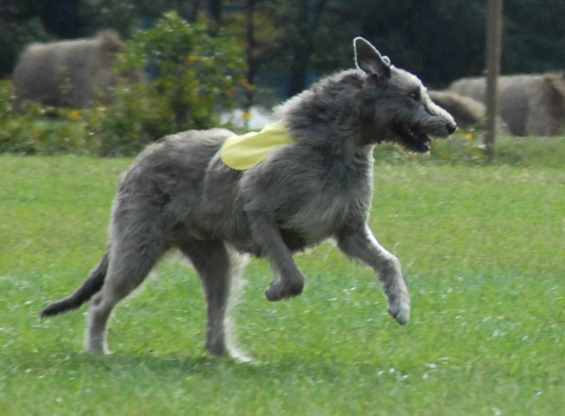 Dog Wallpaper Irish Wolfhound In