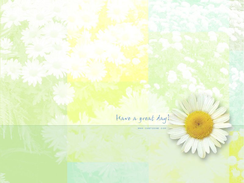 Spring Daisy Flowers Puter Desktop Wallpaper