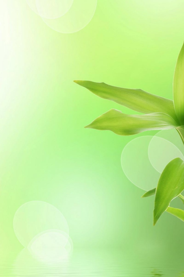 Green Bamboo iPad Wallpaper