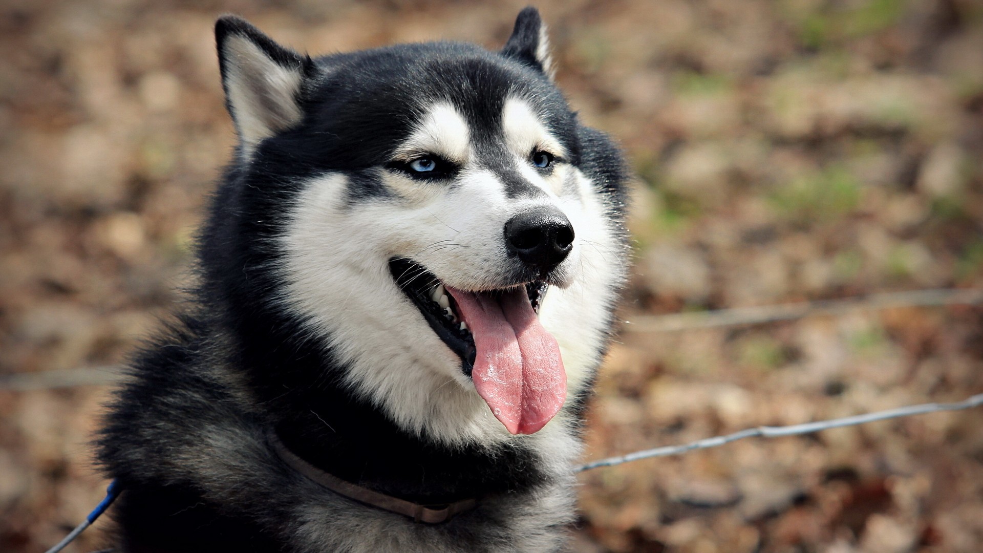 Nature Animals Dogs Husky Siberian Wallpaper