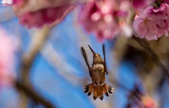 Wallpaper Hummingbirds Birds Flowers Focus Blur Branches Tree