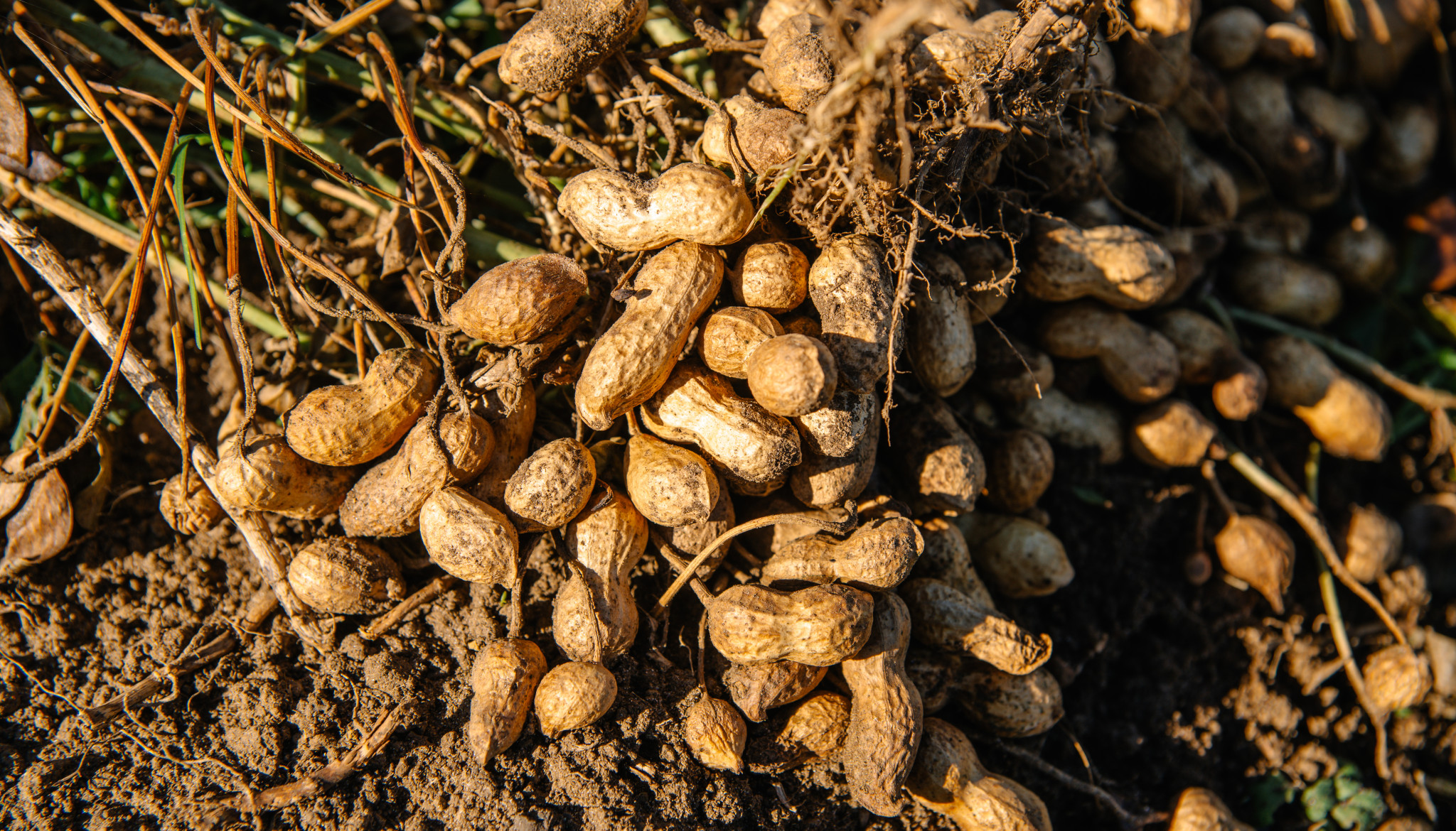 Peanut Trials Wallpaper