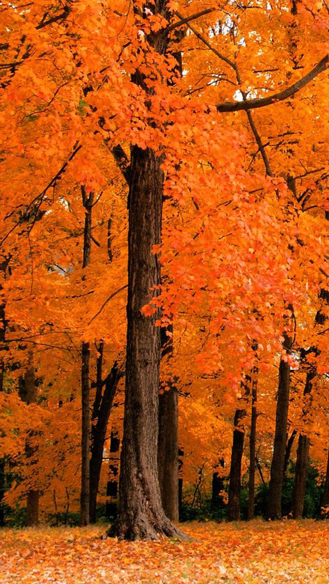 Autumn Leaves iPhone Wallpaper
