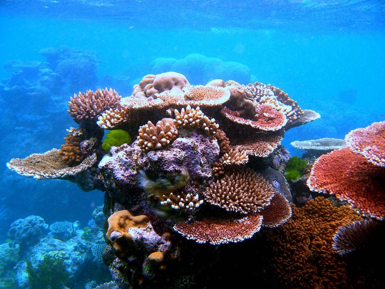 Ocean Reef Wallpaper
