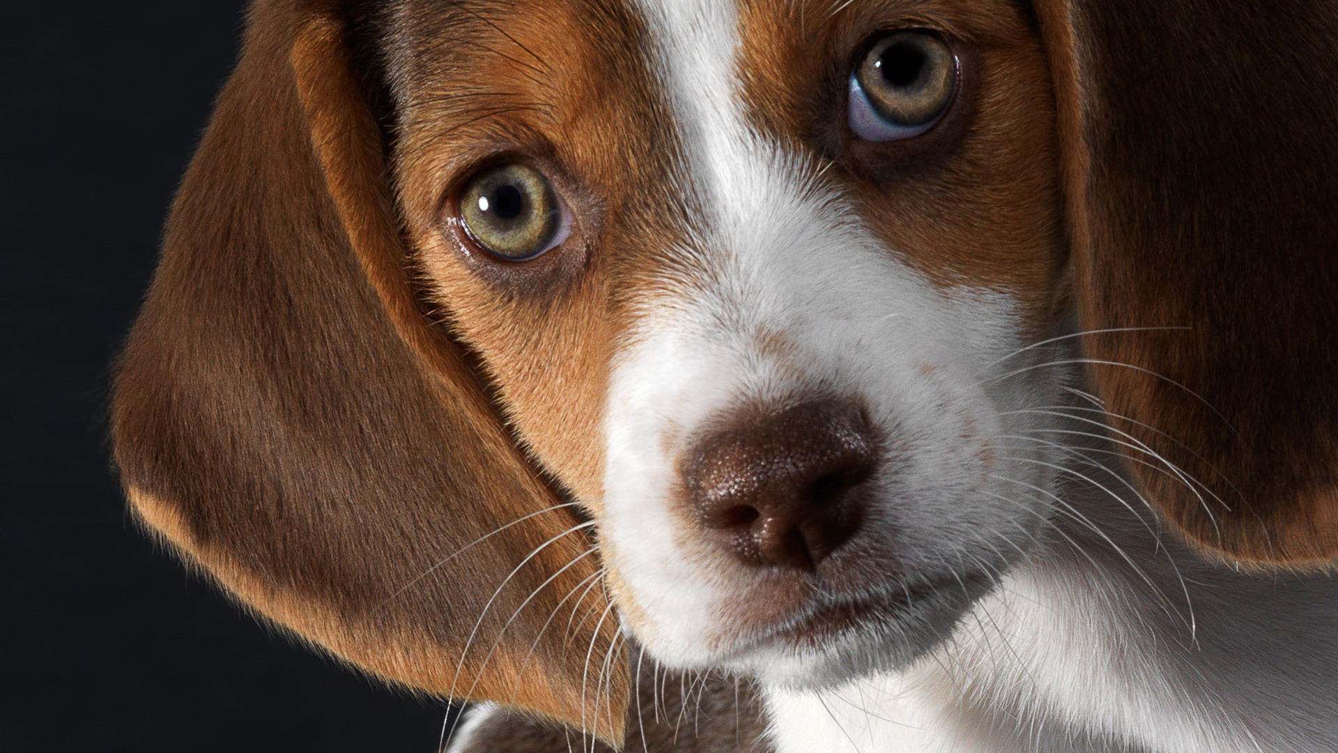 Cute Beagle Puppies Wallpaper Wall Paper HD Mobile