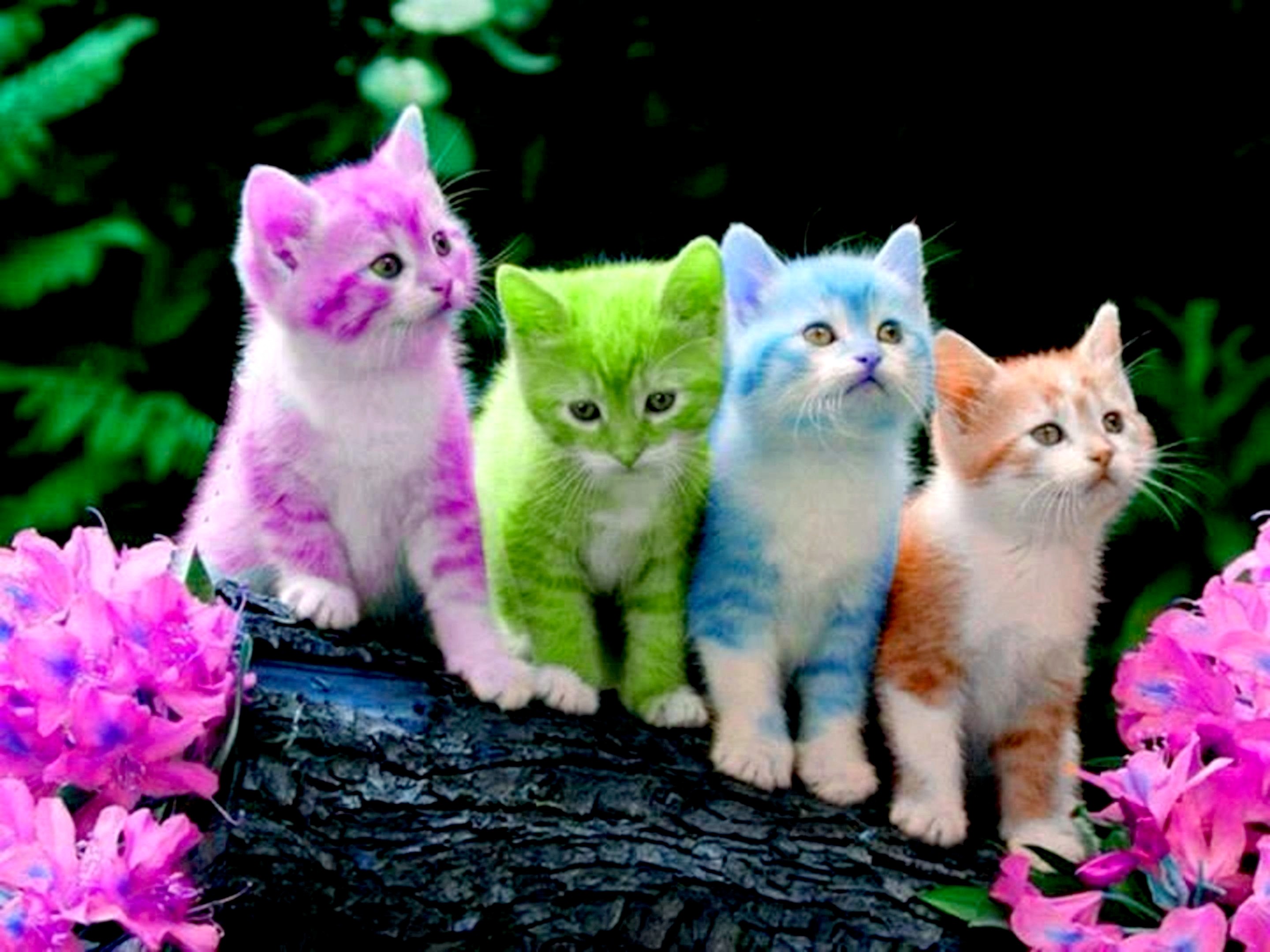 Four kittens in vibrant pink, green, blue, and orange, sit on a log with pink flowers on either side
