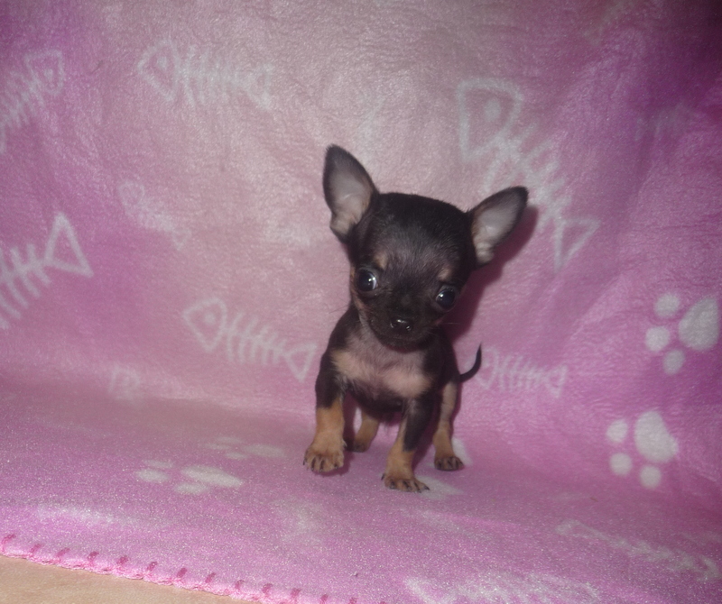 Teacup Chihuahua And Pomeranian Mix Puppies Cheap