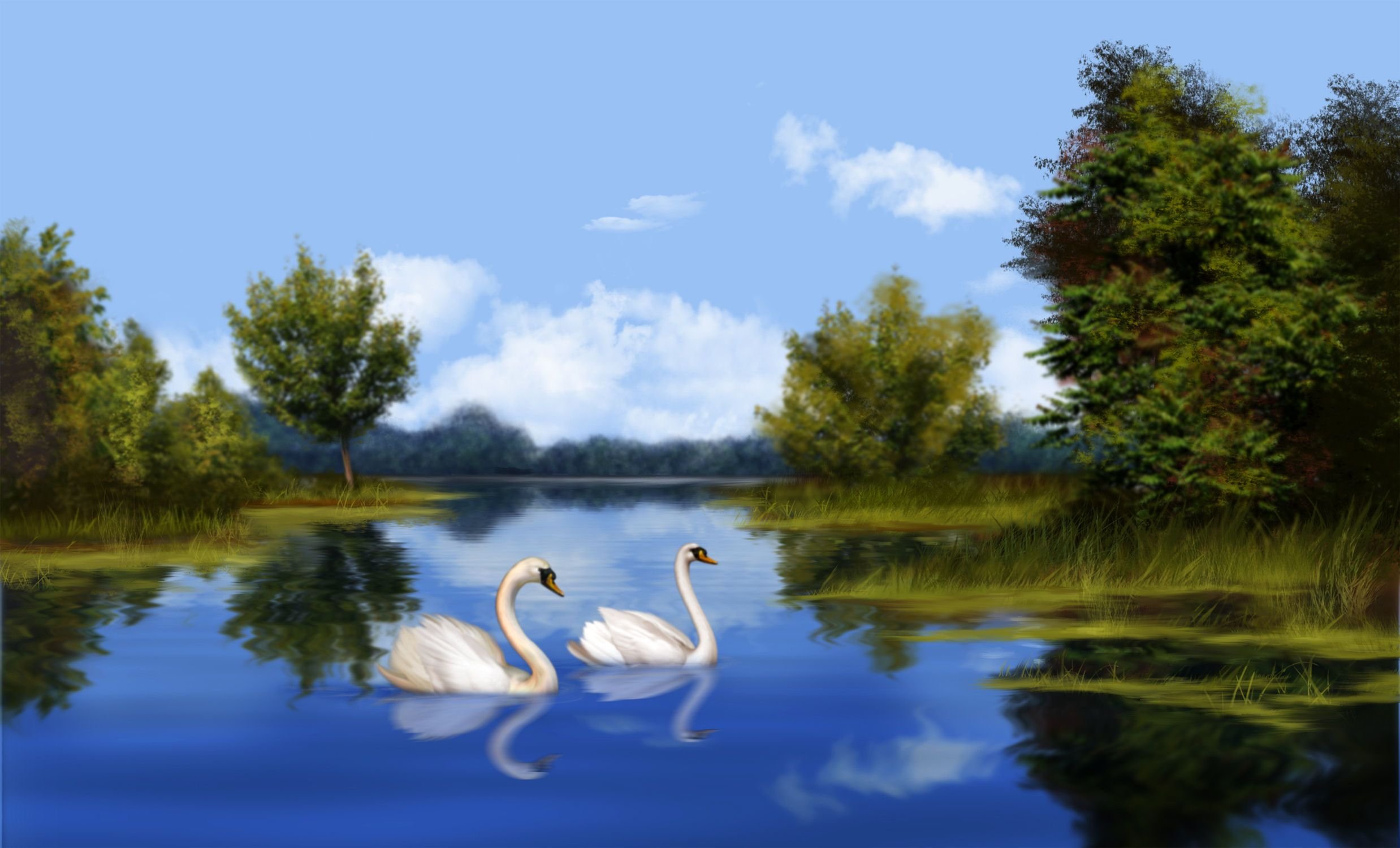 Swan Lake With Real Swans Desktop Background 2476x1500