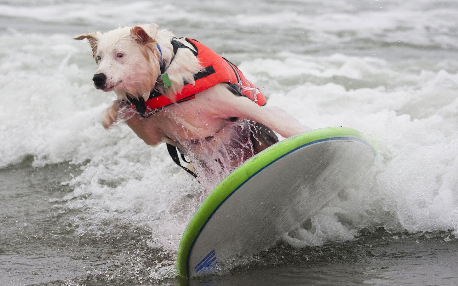 HD Dog Wallpaper With A On Surfboard Dogs Background Animal Jpg