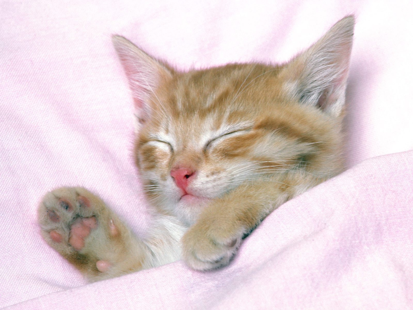 Sweet Cute Cats Wallpaper High Resolution