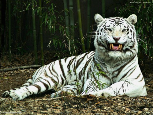 Tiger Screensaver Screensavers   Download White Tiger Screensaver 500x375