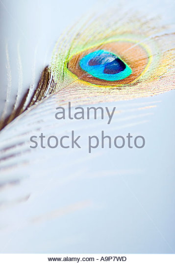 Peacock Feather Floating On Water Surface In The Sunlight Stock
