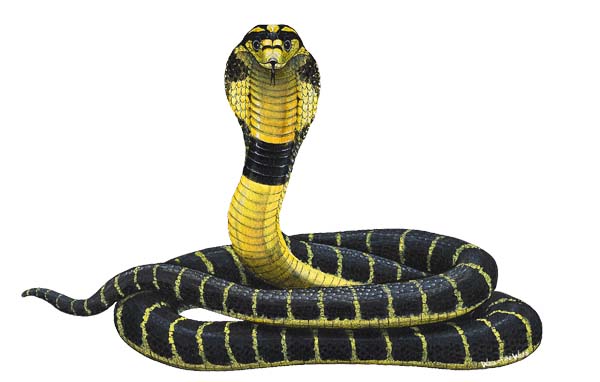 King Cobra Snakes HD Picture