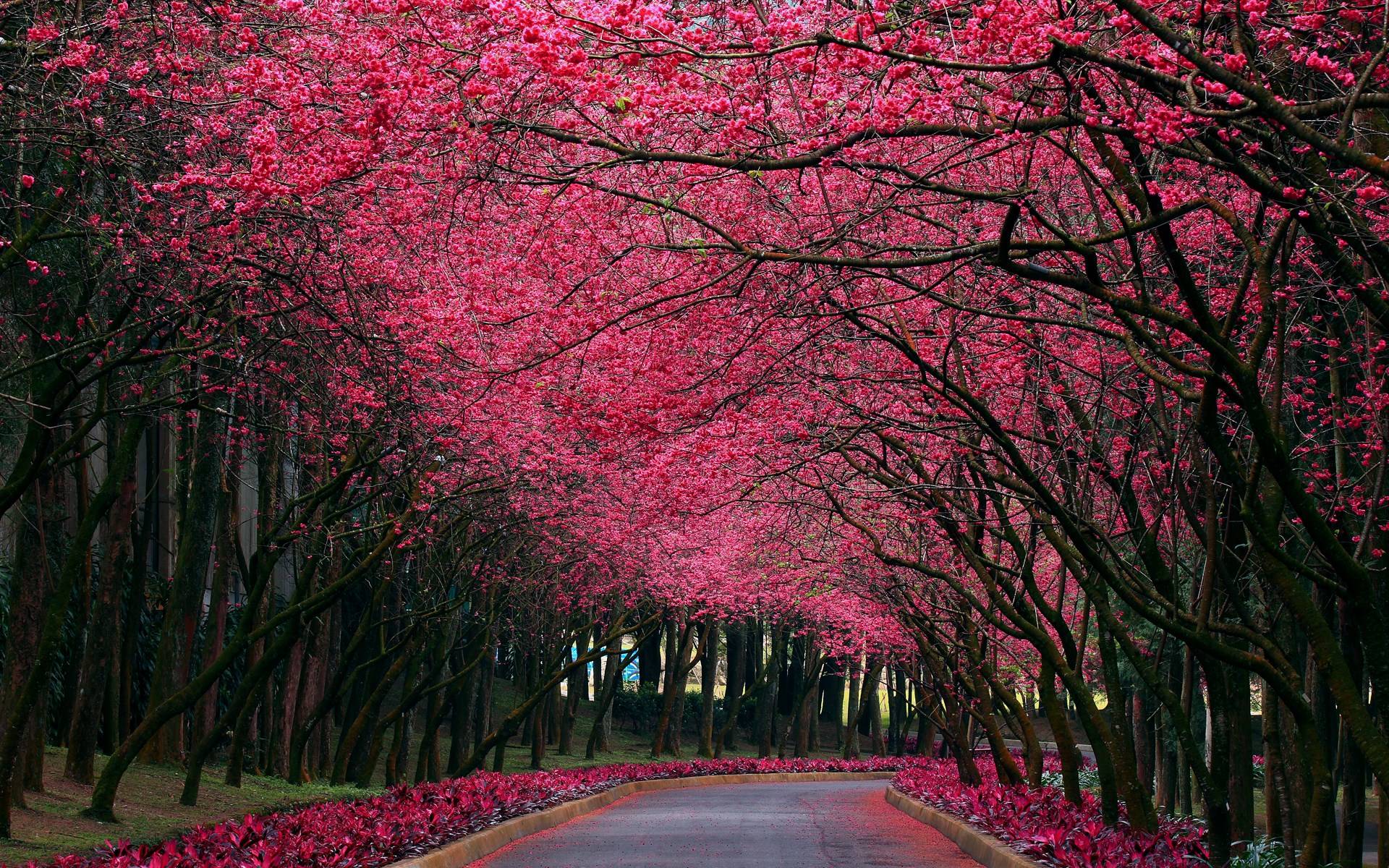 Pink Nature Wallpapers 1920x1200