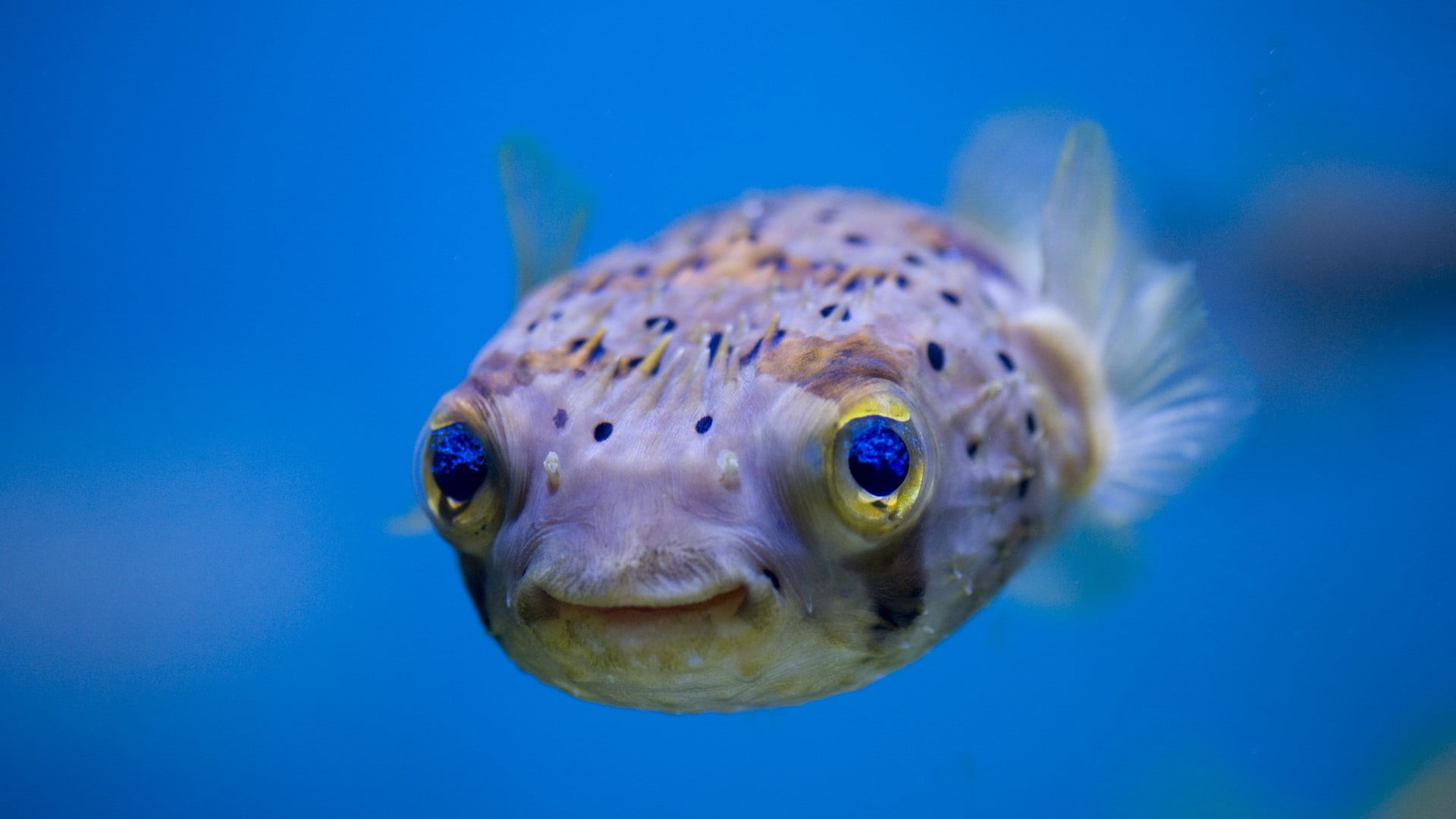 Grey Blobfish Fish Tropical Animals Blowfish HD Wallpaper