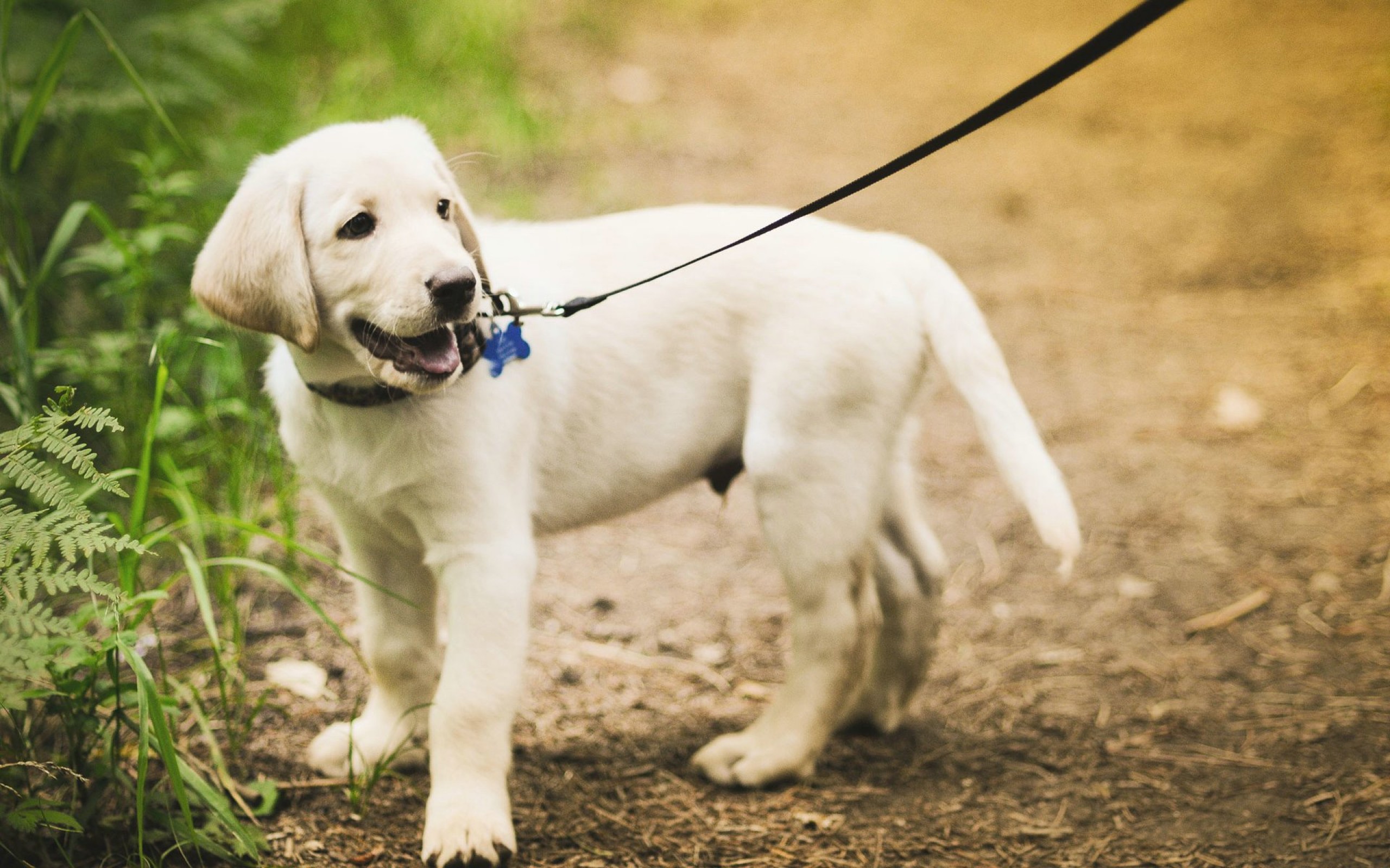 Labrador Retriever Puppy For A Walk Photo And Wallpaper