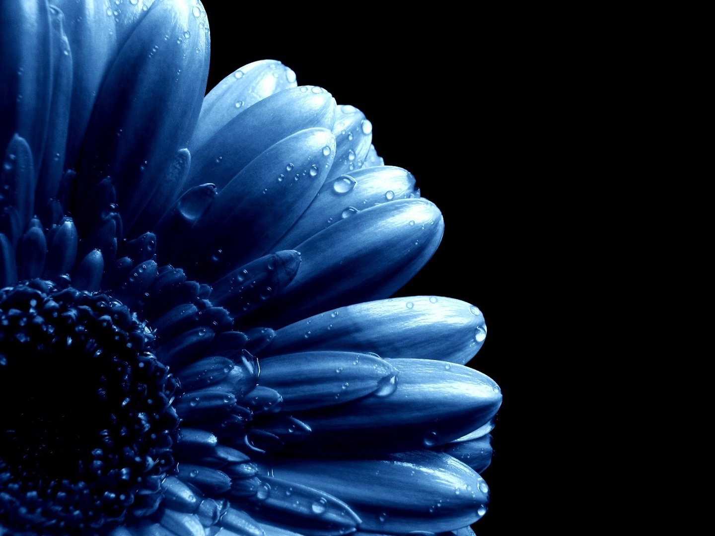 Wallpaper  dark floral flowers macro 1920x1234  harleypool1450   1221463  HD Wallpapers  WallHere