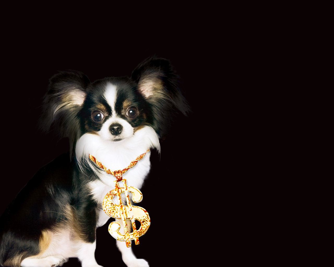 Chihuahua Gold Dog Wallpaper HD IwallHD