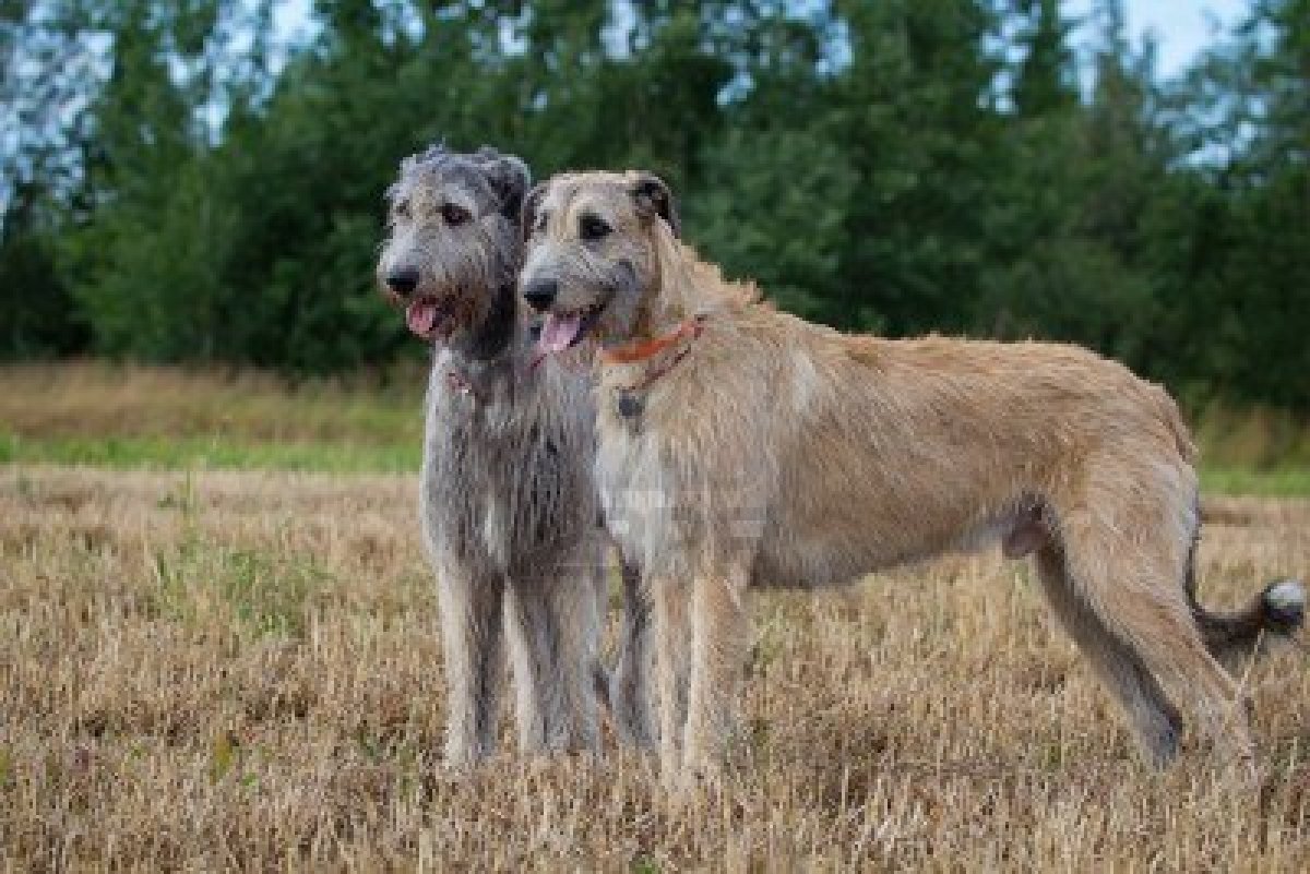 Irish Wolfhound Dogs Photo And Wallpaper Beautiful