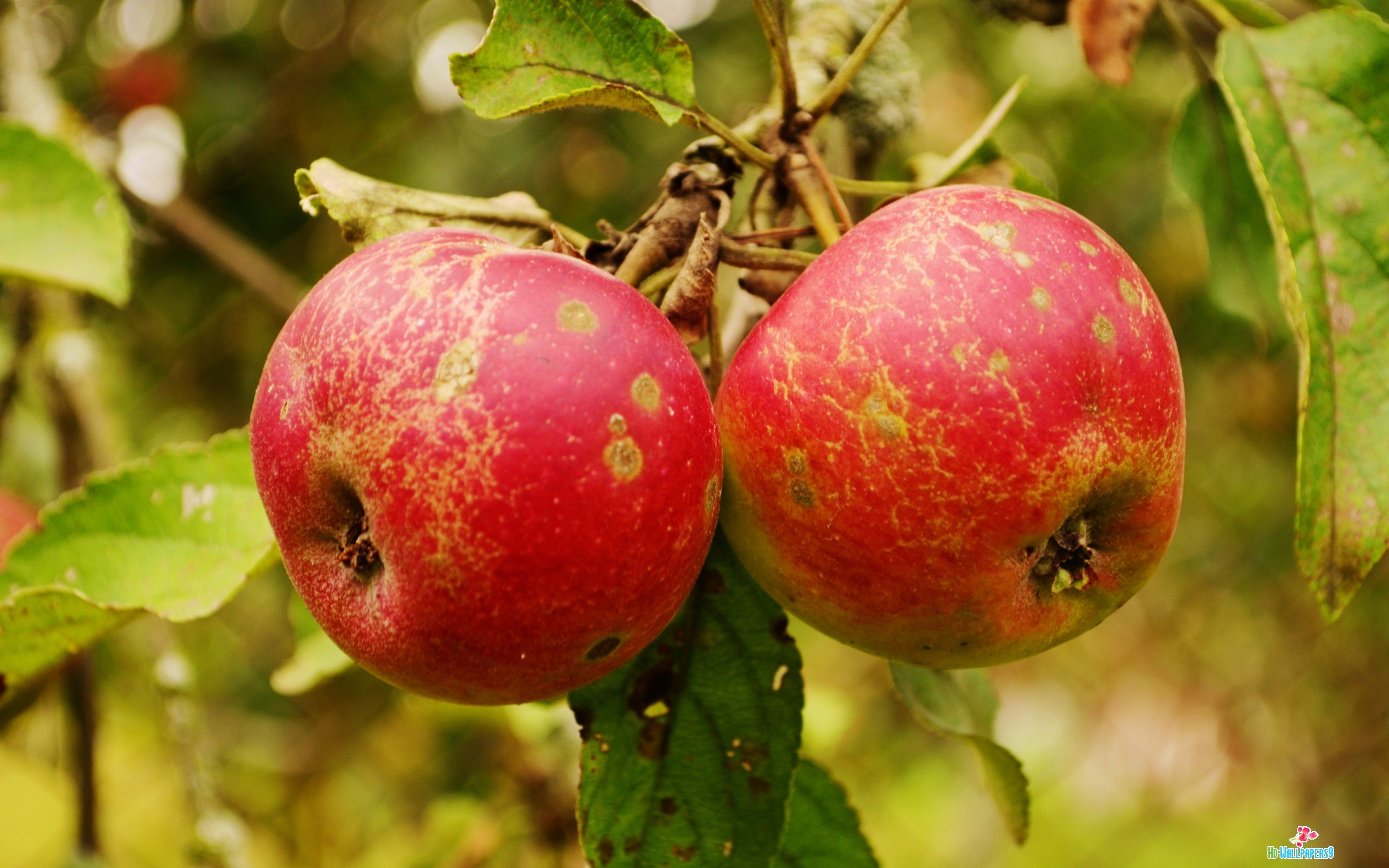 Wallpaper Desktop Apple Fruits Photos Gallery