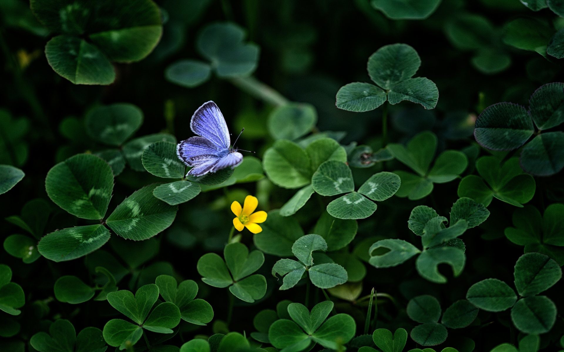 Shamrock Desktop Wallpaper