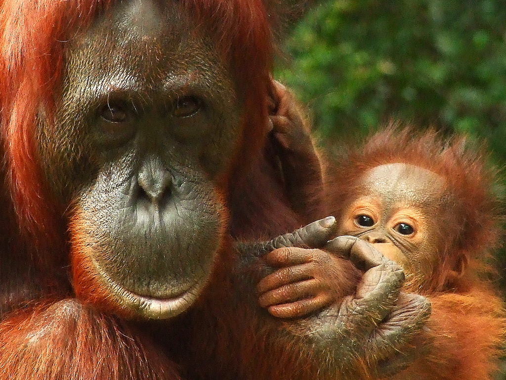 Baby Orangutan  Wallpaper WallpaperSafari