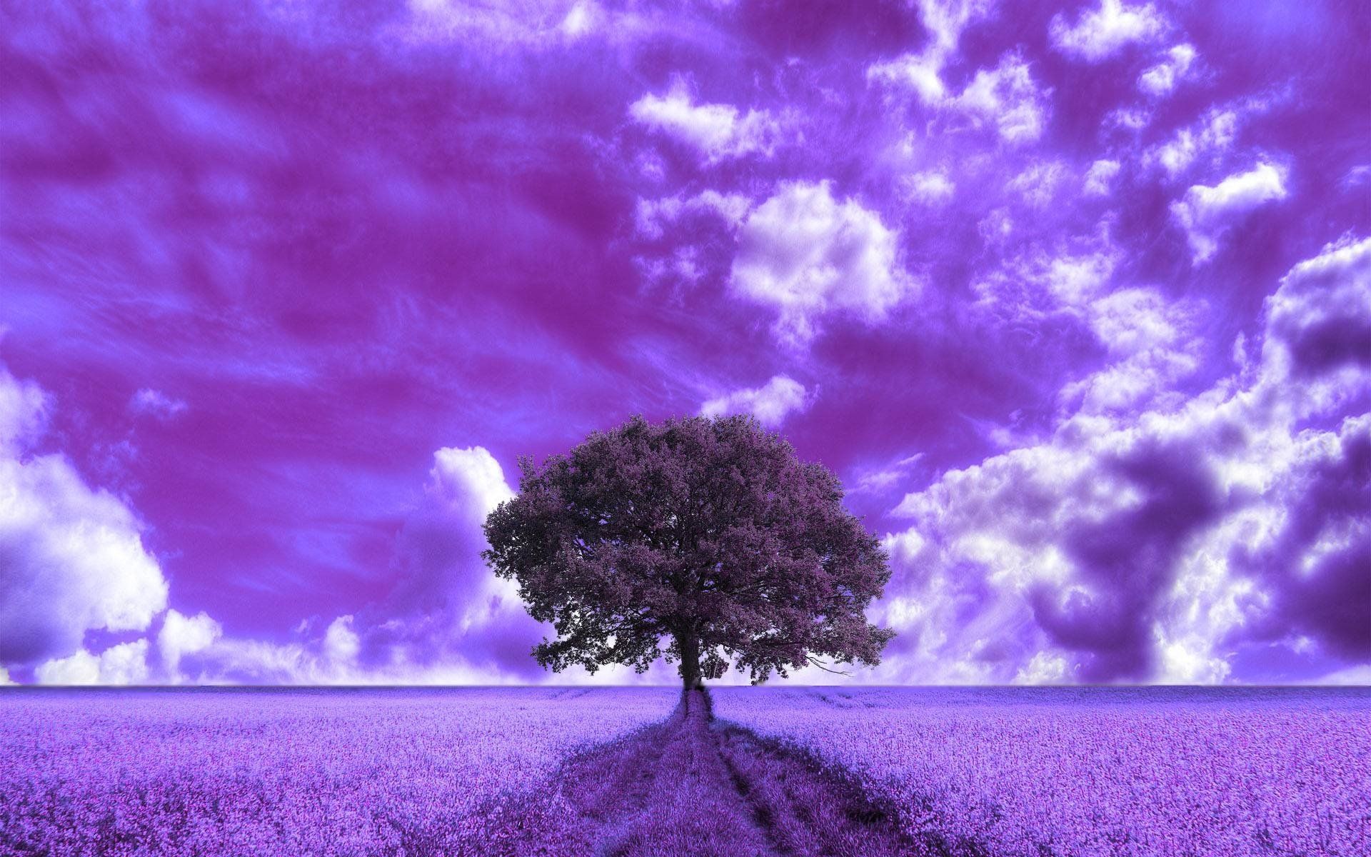 Purple Tree Wallpaper