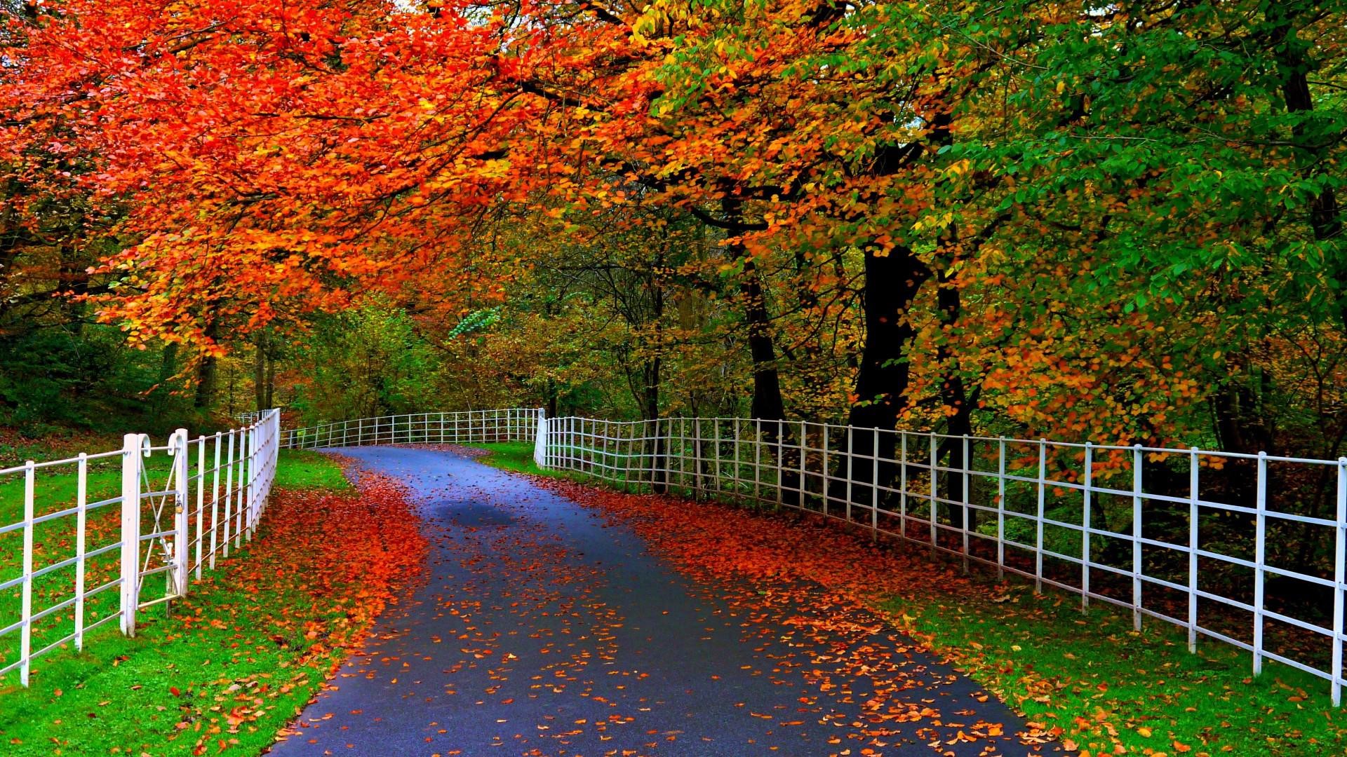 Beautiful Wallpaper Full HD