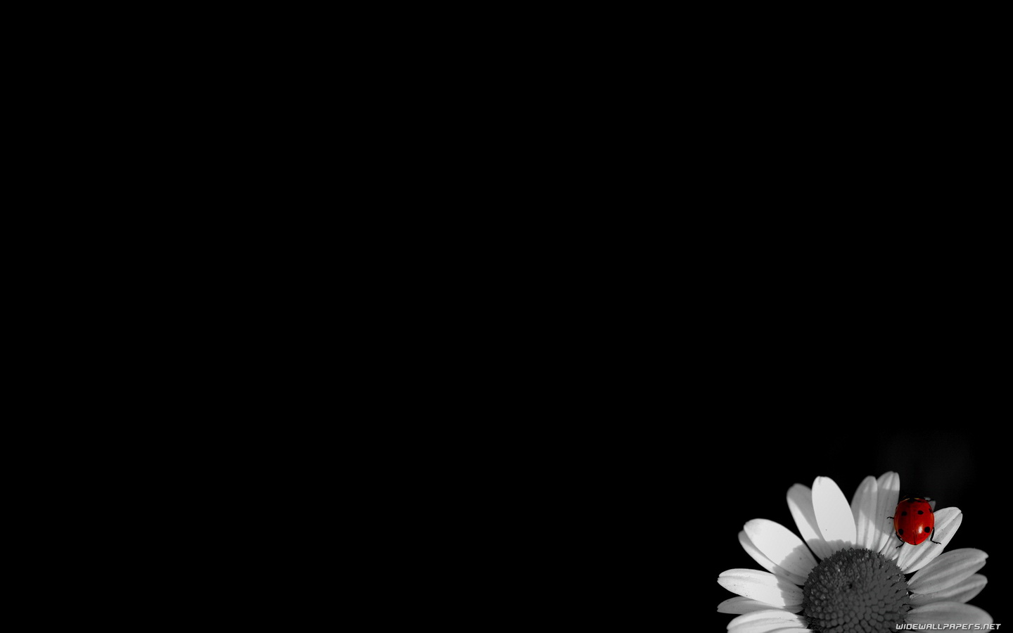 Sum Wallpaper