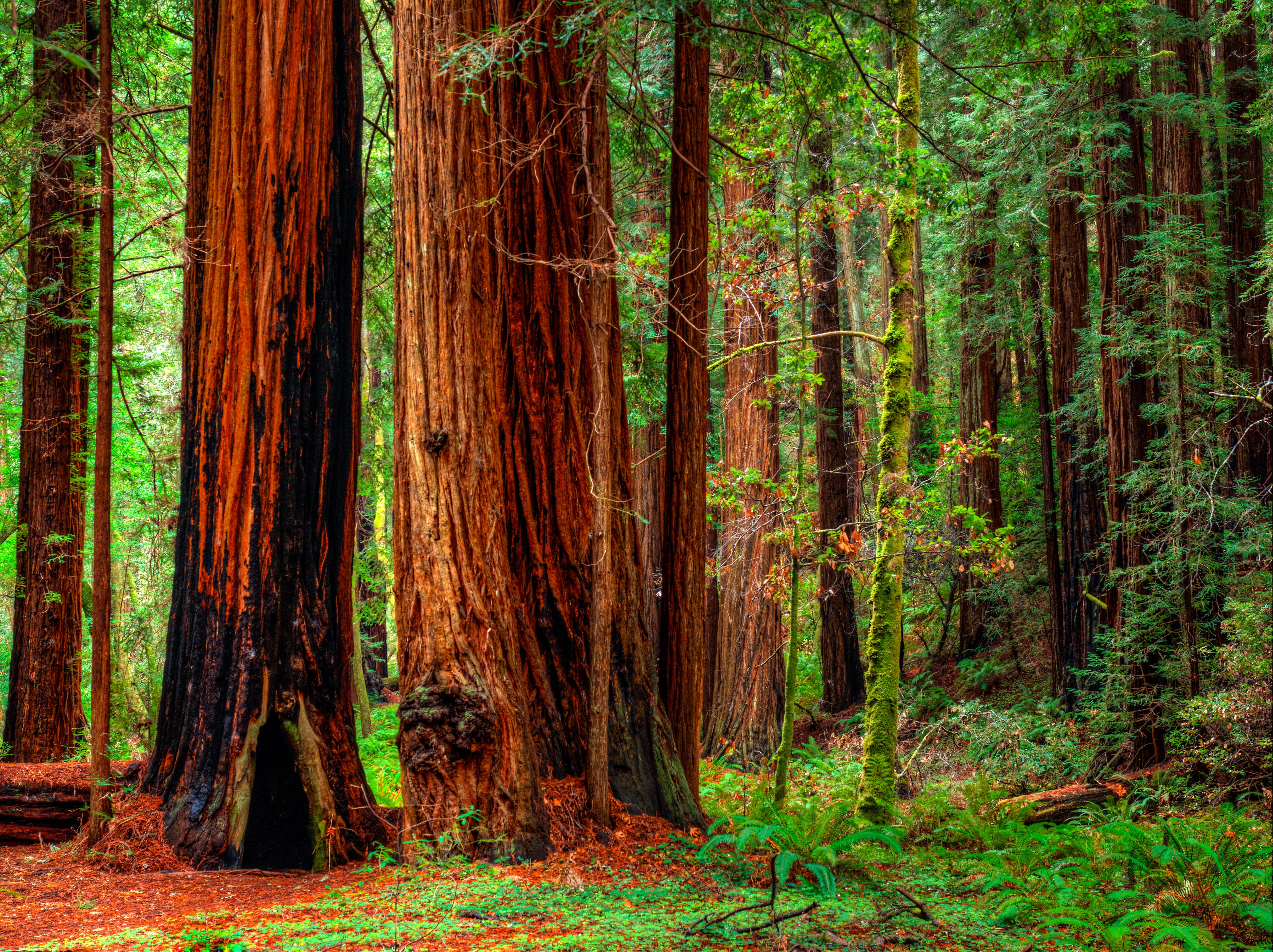 Redwood Forest Puter Wallpaper Desktop Background