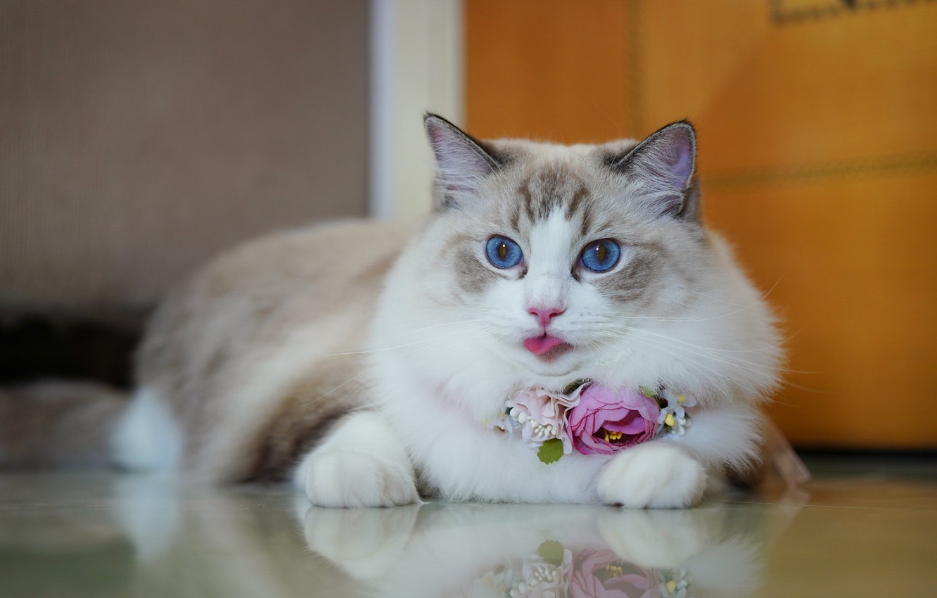 Wallpaper Language Cat Look Flowers Reflection Portrait