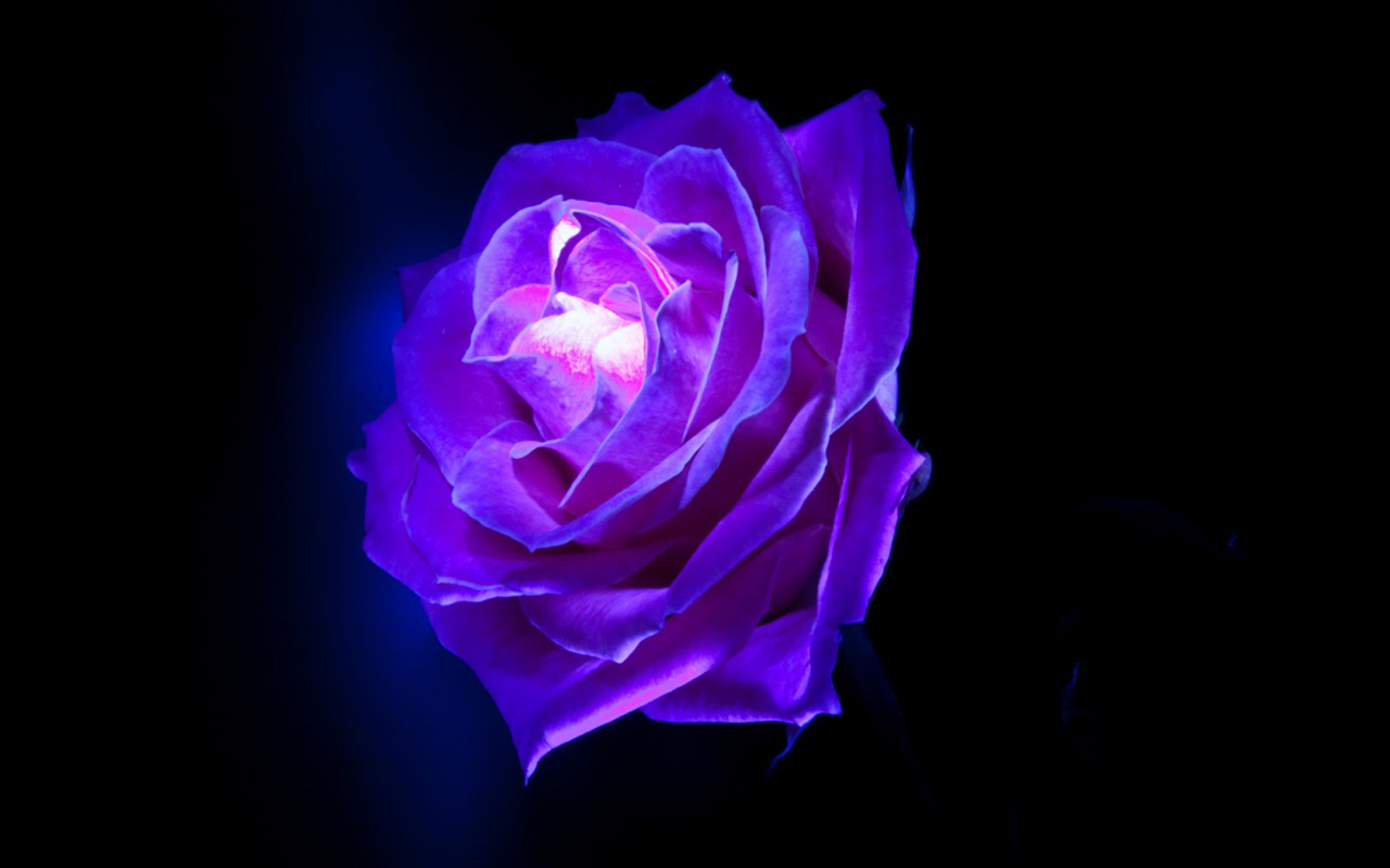 Rose Flowers Is Provided With High Quality Resolution For Your Desktop