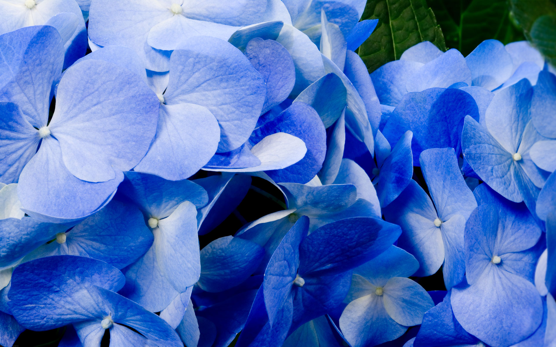Name HD Blue Flowers Wallpaper