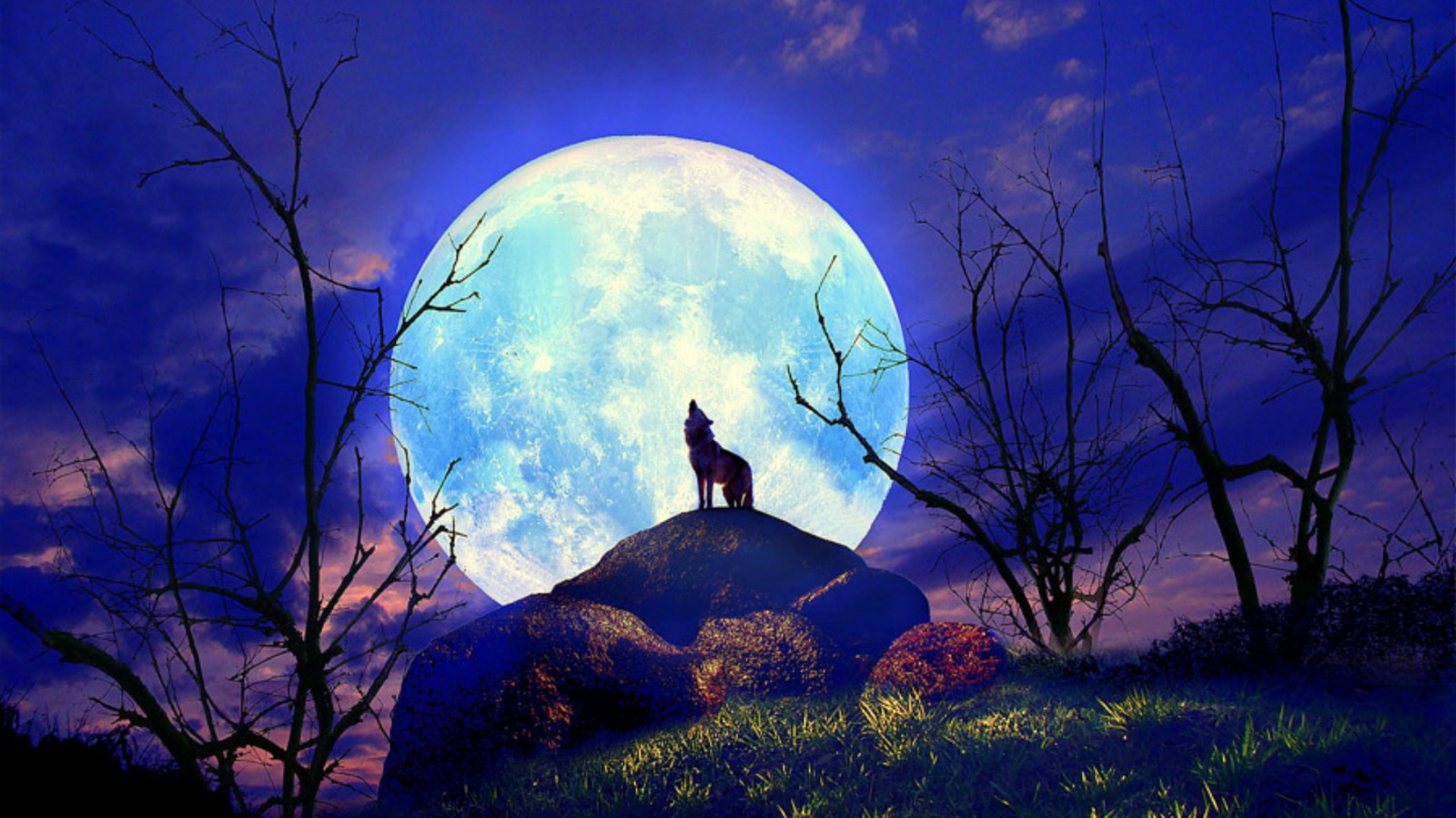 A lone wolf howls at a large, bright blue moon in a twilight sky, silhouetted against bare, dark trees and perched atop a rocky hill