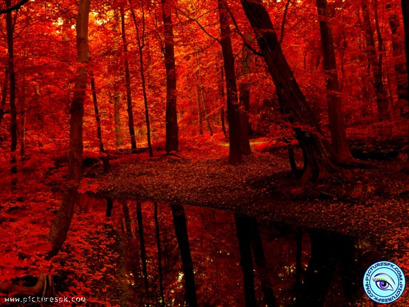 Red Forest Picture Wallpaper In Resolution