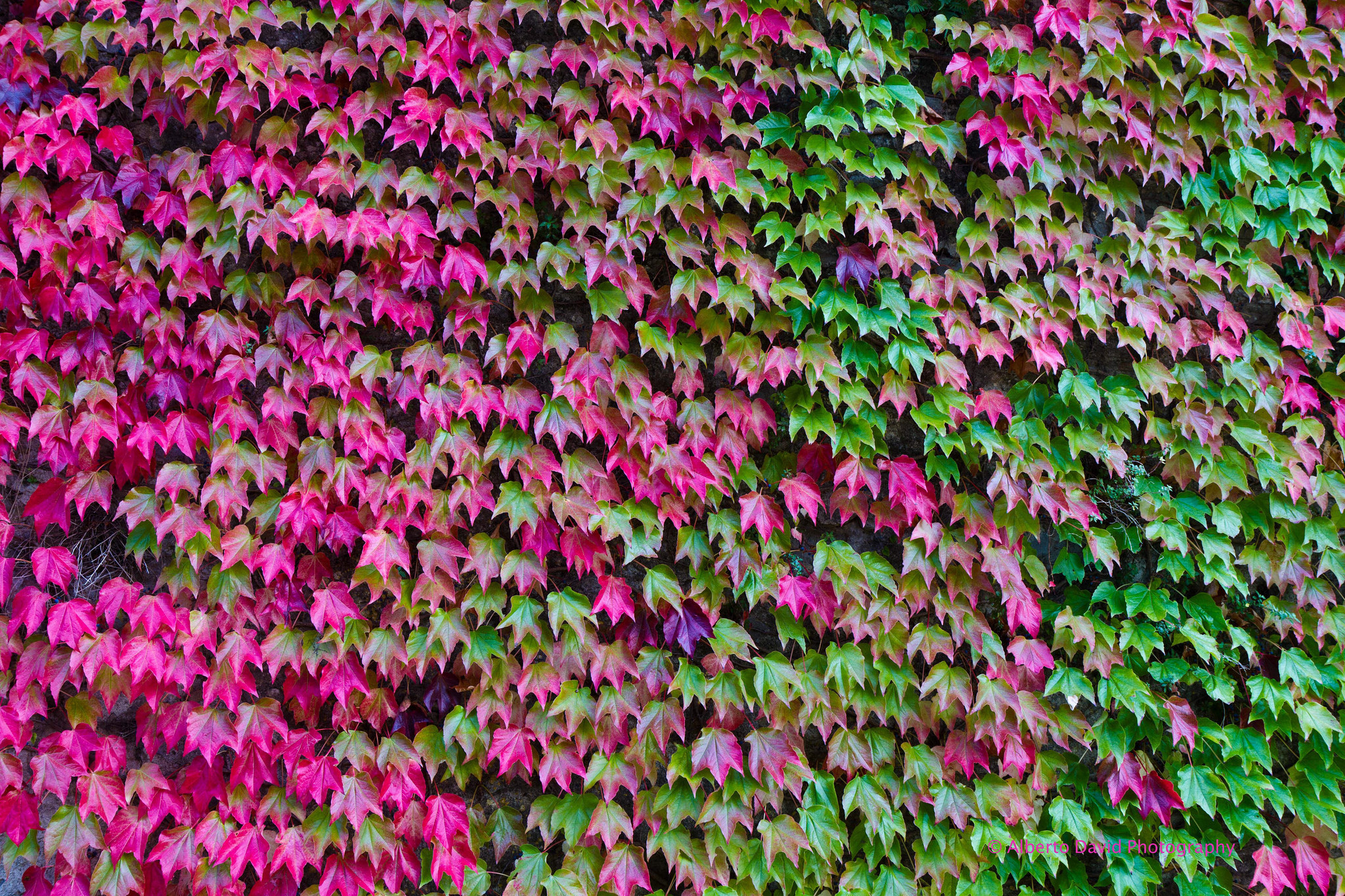 Wallpaper Leaves Autumn Color Ivy Textures