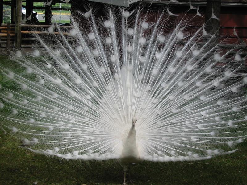 Beautiful Pictures Of White Peacocks