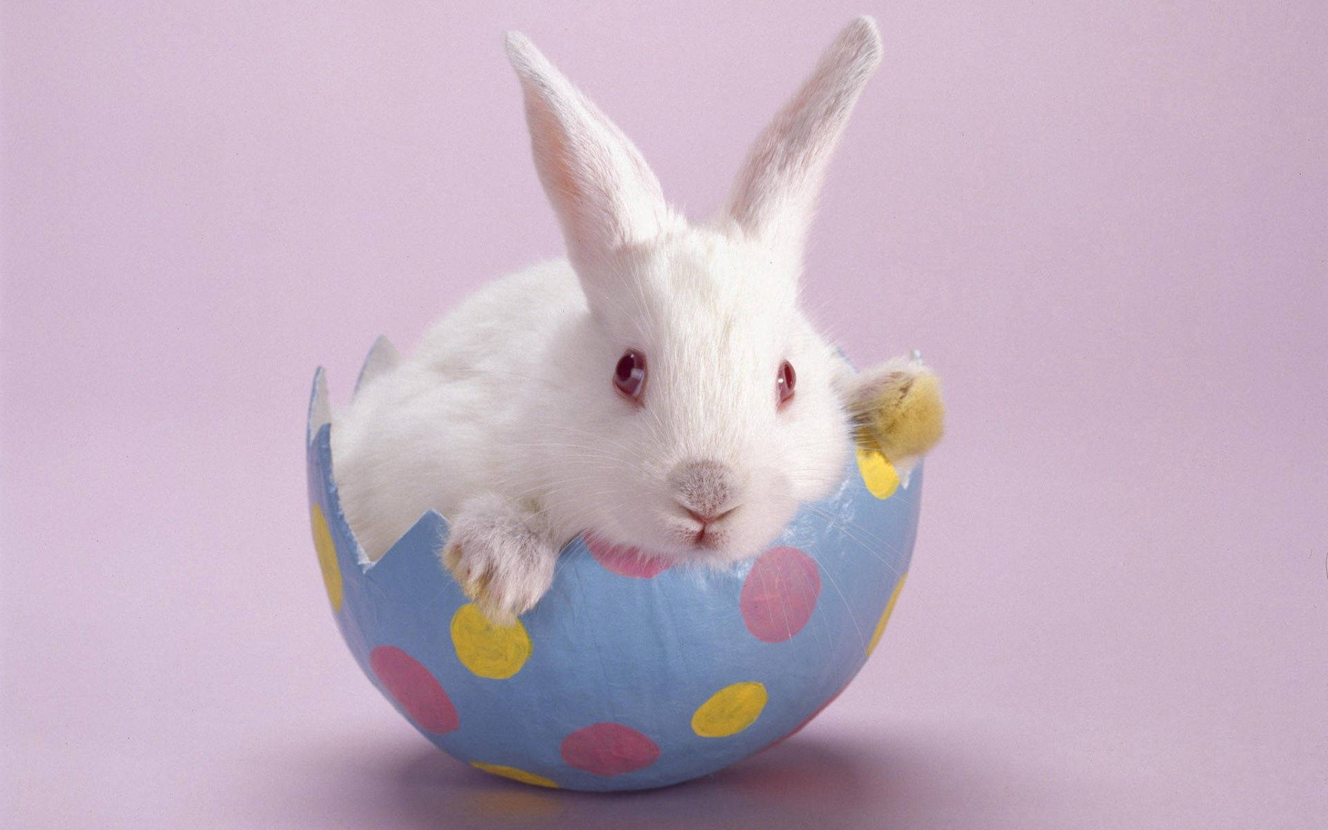 Photo Of White Rabbit Wallpaper