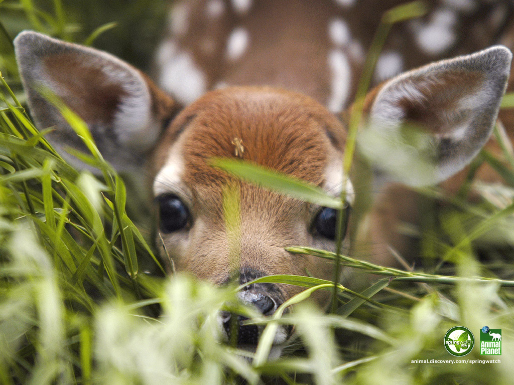 Spring Baby Animals Desktop Wallpaper On