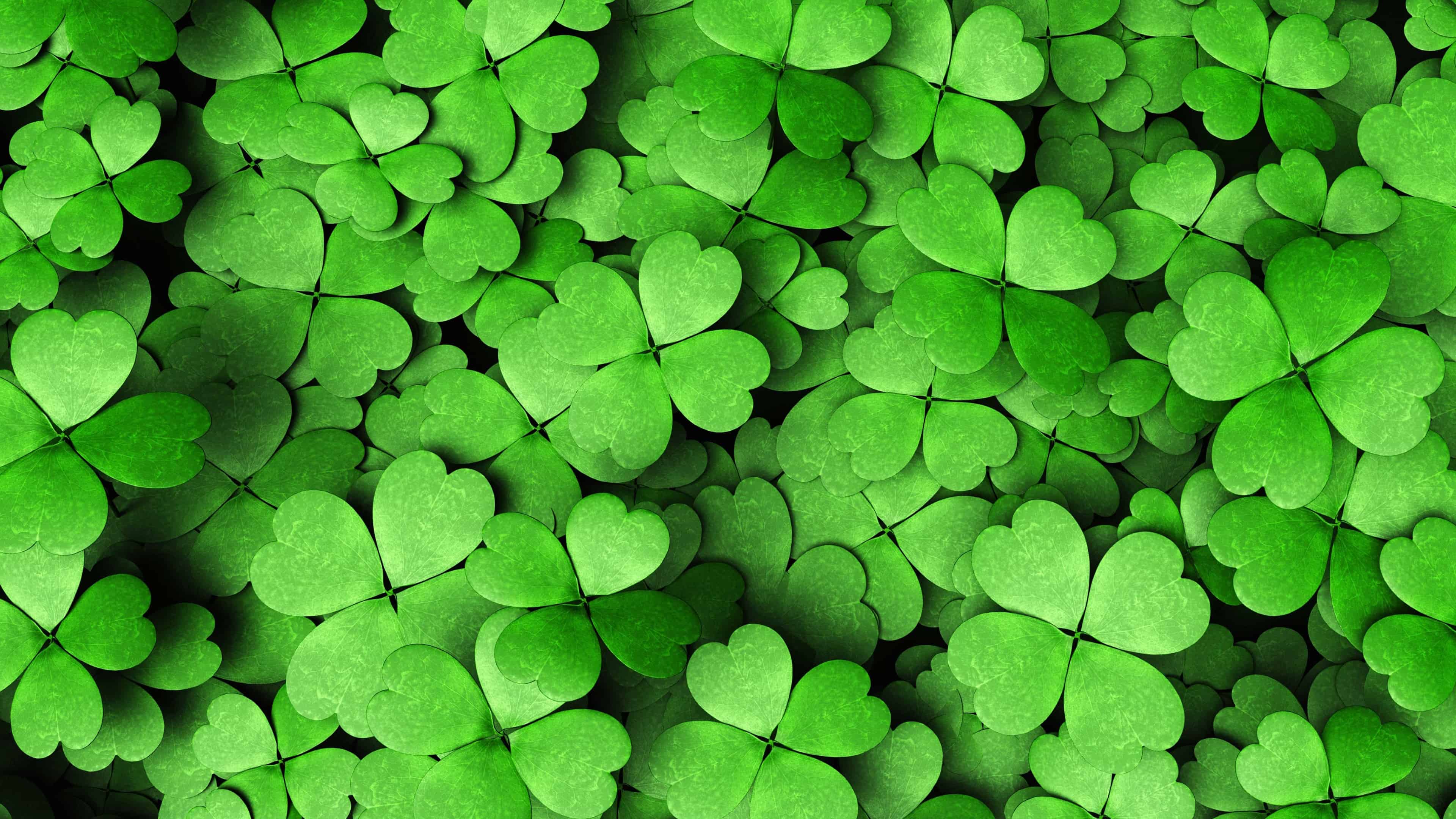 Four Leaf Clovers UHD 4k Wallpaper
