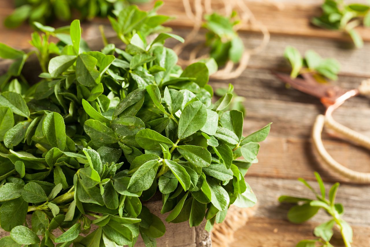 Fenugreek Leaves Wallpaper