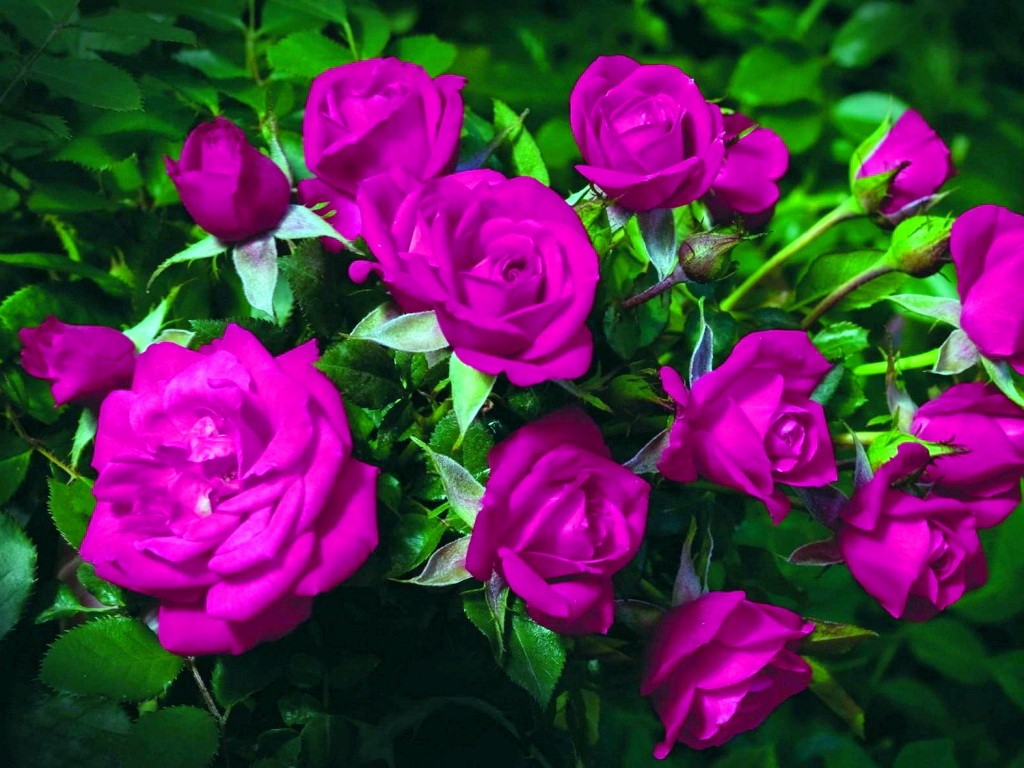 Rose Colored Roses Flowers Color Green Garden Bouquet Beautiful Blur