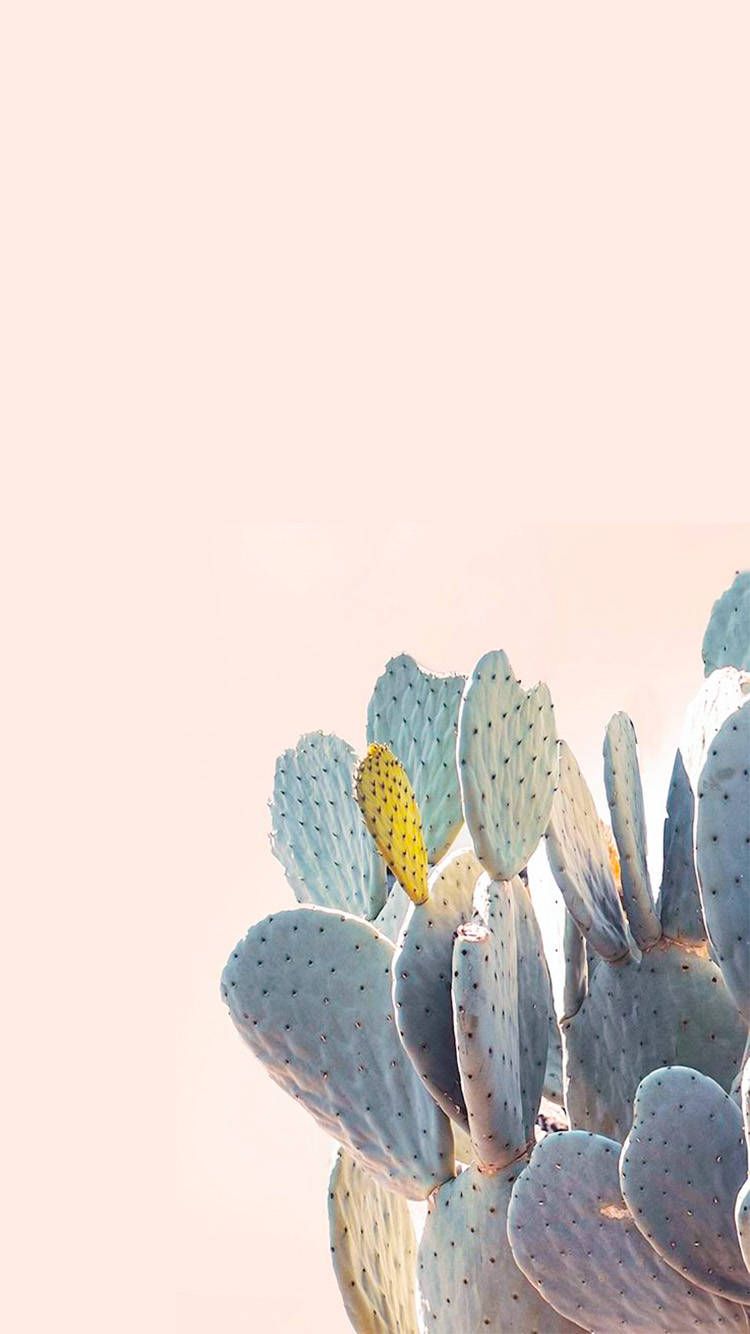 Cute iPhone Wallpaper Cactus