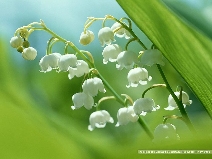 Flowers White Bell Shaped May Lily Convallaria