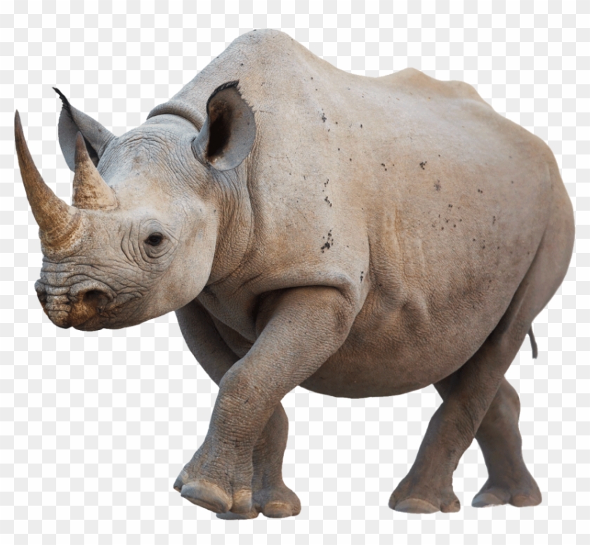 Png Rhino Walking Image