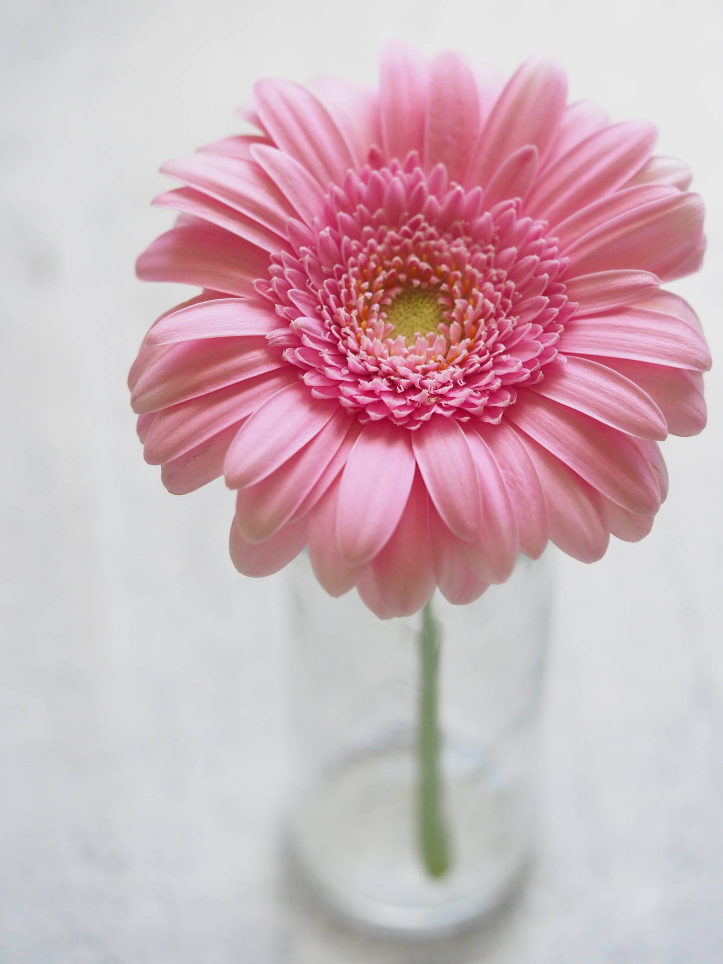 Pink Flowers Aesthetic Wallpaper