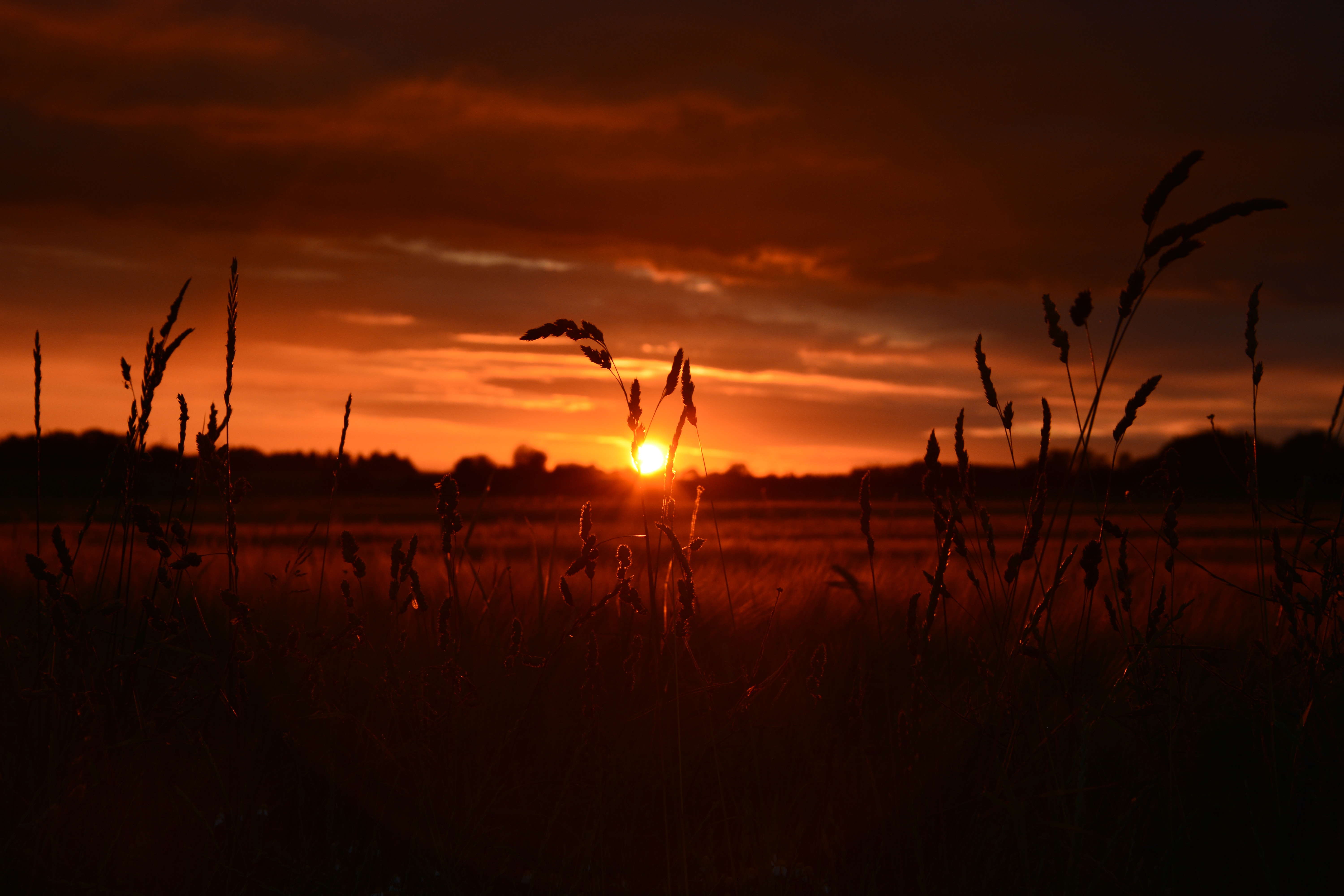 Orange Wheat Field Sunset 5k Wallpaper Hd Nature 4k