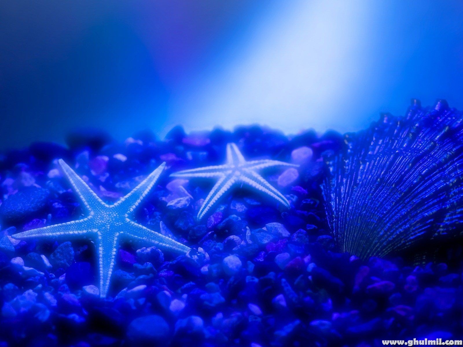 Star Fish HD Wallpaper For Puters Background